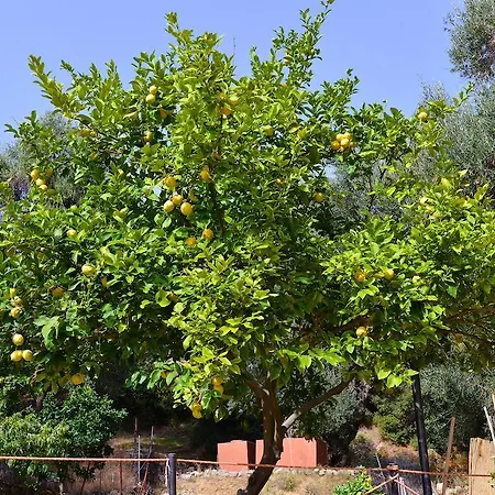 Paradise * باليوكاستريتسا